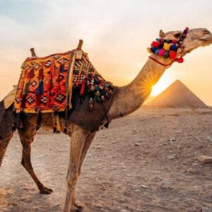 Camel Riding - wadi rum